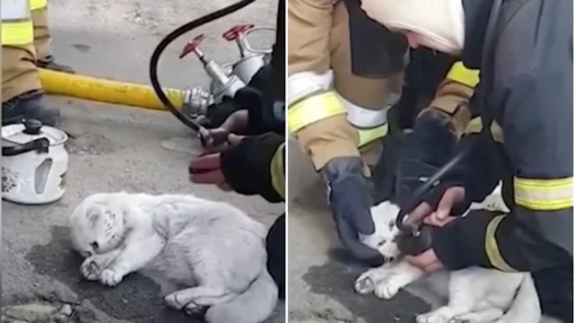 Ucraina, un gatto rimasto intossicato dalle fiamme viene rianimato dai soccorritori