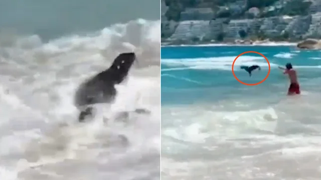 Cucciolo attacca i bagnanti: "Non innervosite gli animali"