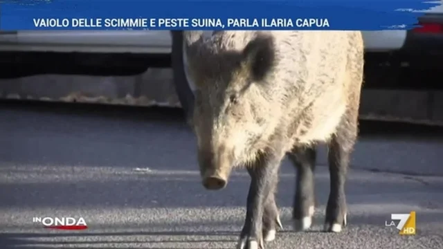 Torna il lockdown, quello dei cinghiali