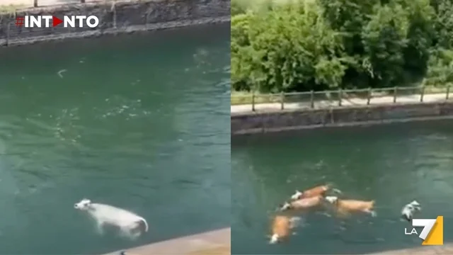 Venti mucche finiscono nel canale Villoresi, a Tornavento nel Varesotto: salvate dai vigili del fuoco dopo chilometri di nuoto