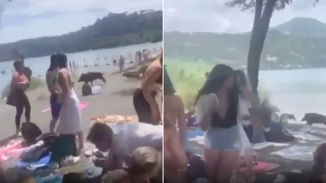 Castel Gandolfo, i cinghiali irrompono sulla spiaggia: la fuga delle persone