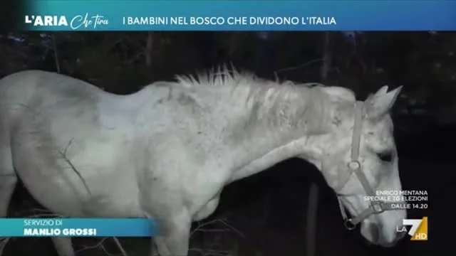 Minori e giustizia, il tribunale censura la vita nei boschi