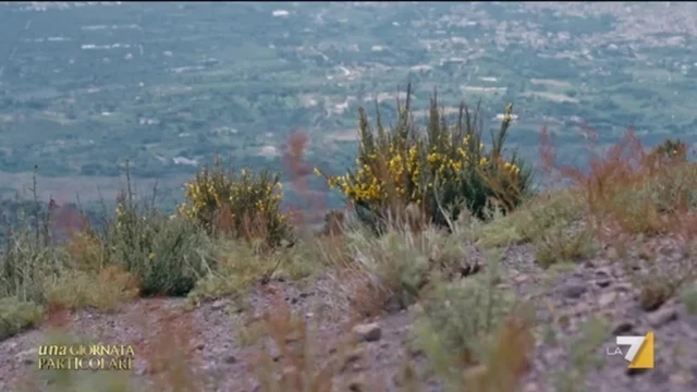 La Ginestra, il fiore del Vesuvio: “Leopardi la trasformò in un segno di speranza”