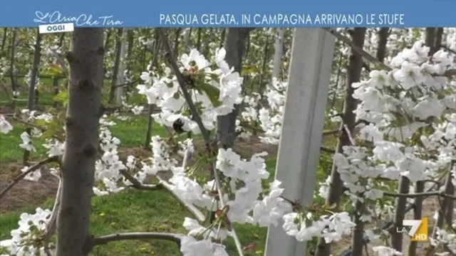Pasqua gelata, in campagna arrivano le stufe