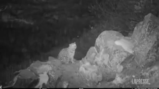 Russia, immortalato un rarissimo leopardo dell’Estremo Oriente