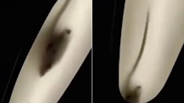 Il video di un grosso topo sul treno Torino-Milano: pendolari furiosi