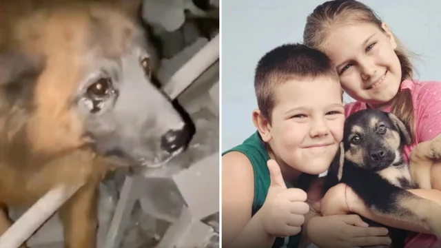 Ucraina, la casa distrutta dai missili: morti i due bambini, il cane rimane tra le macerie