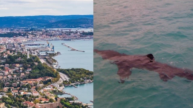 Squalo elefante nel Golfo di Trieste dopo 9 anni, è pericoloso? Il video