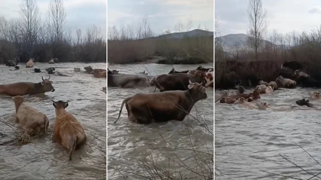 Le mucche finiscono nel fiume in piena: le immagini drammatiche