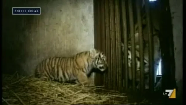 IL RUGGITO DELLA MAMMA TIGRE