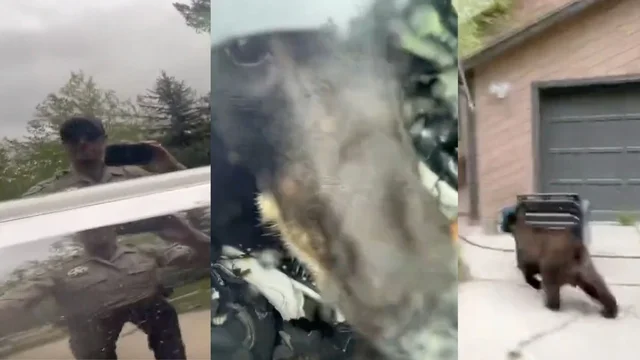 Va per aprire la macchina ma dentro c'è un orso: l'incontro ravvicinato e la fuga