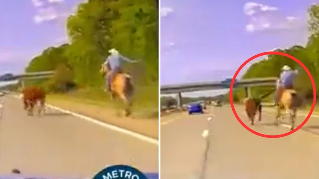 La mucca scappa in autostrada e ne rincorsa dal cowboy a cavallo: le incredibili immagini
