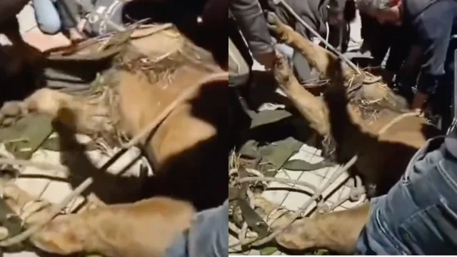 Ladispoli, catturato il leone fuggito dal circo: le immagini della cattura