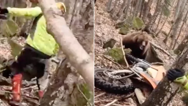 Fa motocross nel bosco e cade: l'orso si avventa sulla moto e lo costringe a fuggire