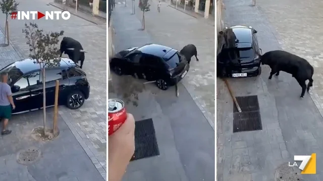 Toro imbizzarrito solleva un’auto a cornate: il video diventa virale
