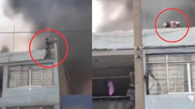 Il rifugio per animali andato a fuoco: il salvataggio eroico
