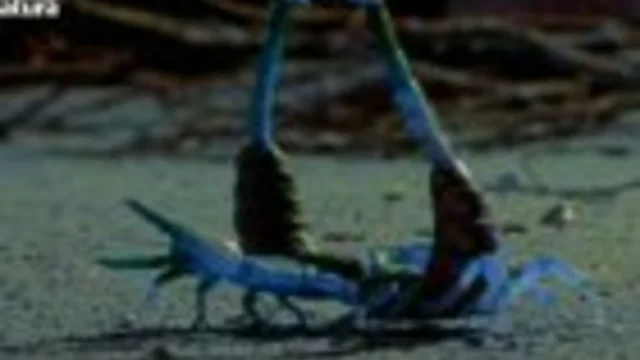 LA DANZA DELLO SCORPIONE