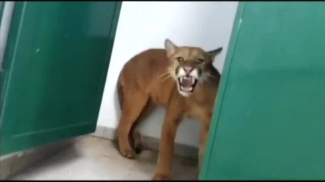 Brasile, un puma trovato nel bagno di una scuola elementare: il video