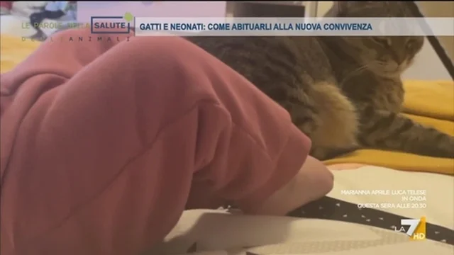 GATTI E NEONATI: COME ABITUARLI ALLA NUOVA CONVIVENZA
