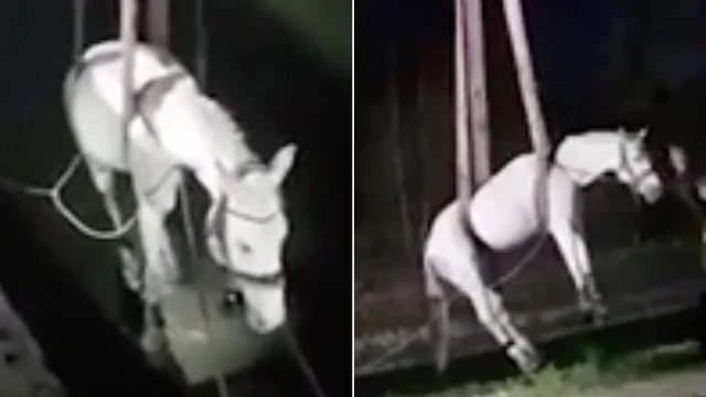 Cavallo cade nel fiume: il salvataggio dei Vigili del fuoco