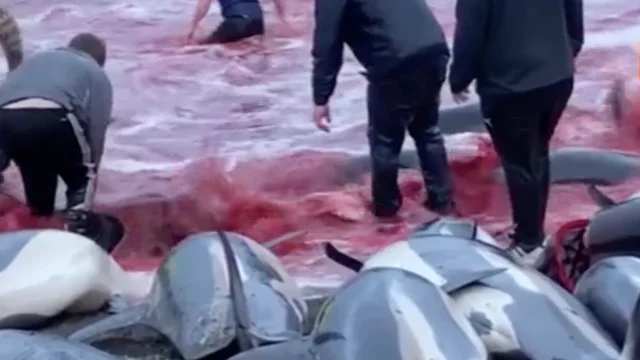 Isole Faroe, oltre 1.400 delfini massacrati: la mattanza della caccia Grindadràp