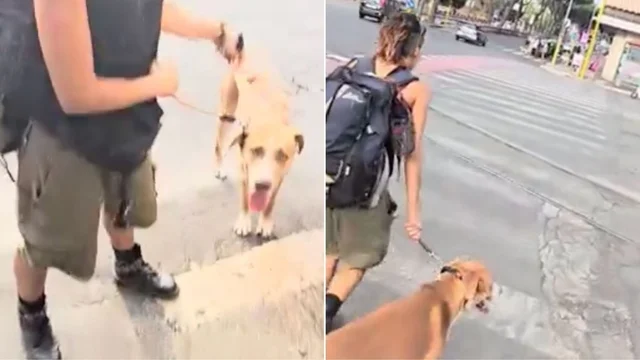 Roma, cane sbrana un barboncino al parco e la padrona tenta di scappare