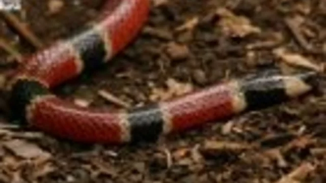 IL TEMIBILE SERPENTE CORALLO