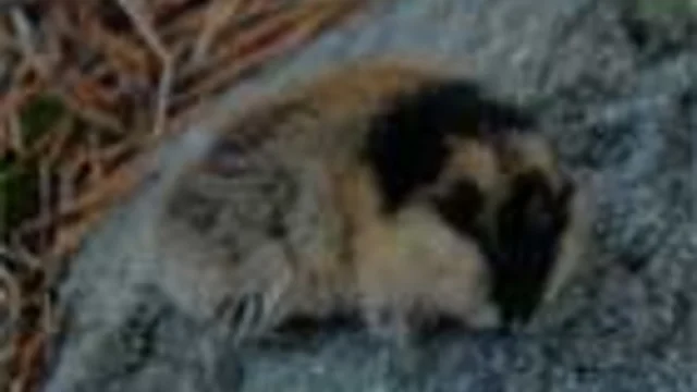QUESTO PICCOLO GRANDE LEMMING