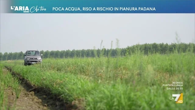 Poca acqua, riso a rischio in Pianura Padana