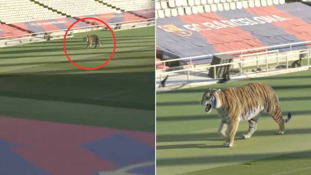 Calcio, l'annuncio surreale del Barcellona per Vitor Roque "Tigrinho"