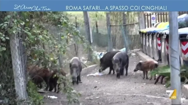 Roma Safari... a spasso coi cinghiali