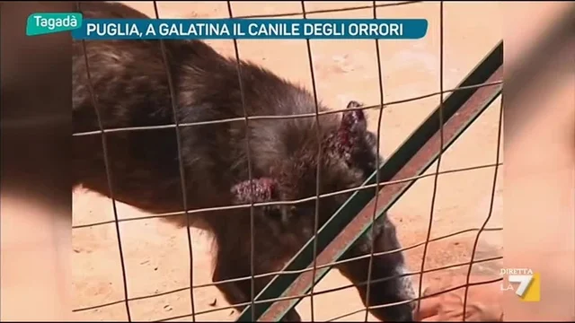 Puglia, a Galatina il canile degli orrori