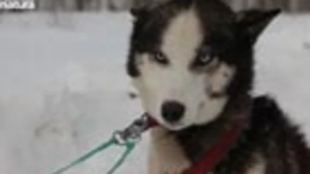 ALASKAN HUSKY