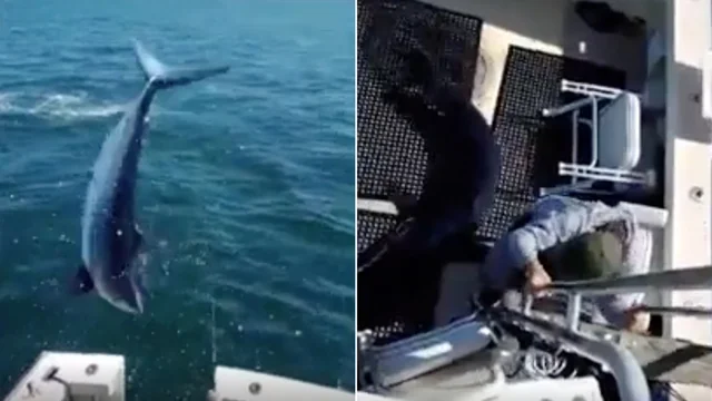 Lo squalo salta sulla barca: panico tra i pescatori
