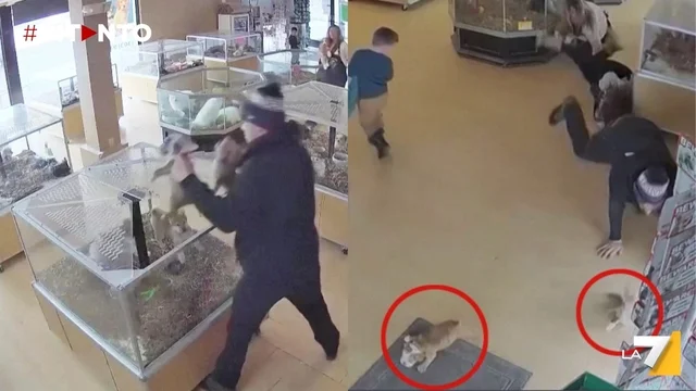 Colorado, ladri fingono un malore e rubano due cuccioli da un negozio di animali