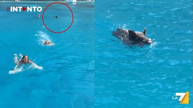 Inseguiti da un cinghiale in mare: disavventura per due influencer in Grecia