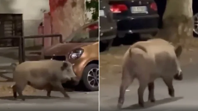 "Un cinghiale in viale Parioli, è incredibile!": lo stupore dei residenti