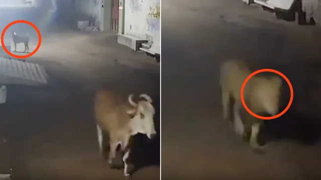 Il cane coraggioso protegge la mandria di mucche dal leone: le immagini