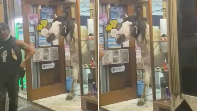 Fiuggi, un uomo entra in tabaccheria con un cavallo: la reazione dei vigili