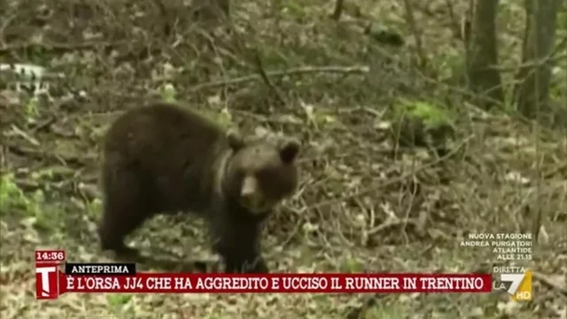L'orsa Jj4 ha ucciso il runner: ora cosa succede? Parla lo zoologo