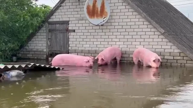 Gli animali tra le vittime dell'inondazione in Ucraina: i maiali rimangono in trappola sul tetto