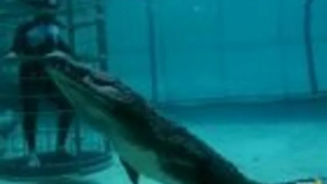 COCCODRILLI E AVVOLTOI