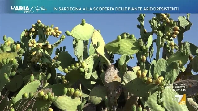 In Sardegna alla scoperta delle piante aridoresistenti