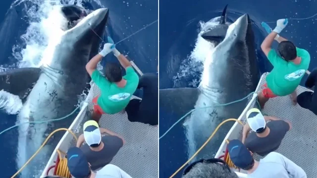 “Avremmo voluto del tonno per cena ma è arrivato lo squalo”: l’incredibile video