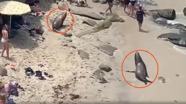 Leoni marini inseguono i bagnanti sulla spiaggia, ma non è come sembra...