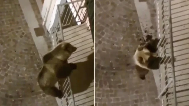 Trento, orso scende dal balcone tra le urla degli abitanti