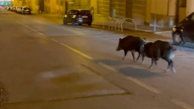 Torino, due cinghiali avvistati in piazza Gran Madre