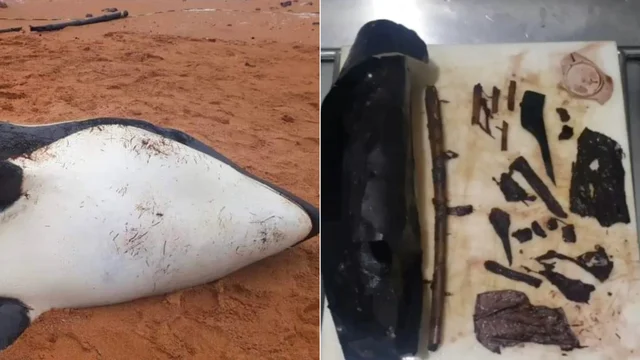 Orca muore con lo stomaco pieno di plastica: trovati un tappetino e sacchetti