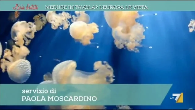Meduse in tavola? L’Europa le vieta