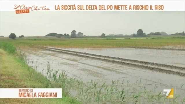 La siccità sul delta del Po mette a rischio il riso